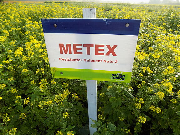 White mustard METEX