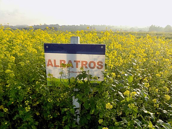 White mustard ALBATROS