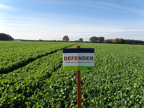 Multiresistenter Ölrettich DEFENDER