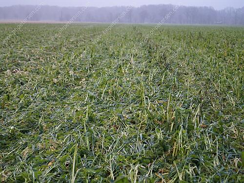 Bei Frost gewalzter viterra® MULCH Bestand
