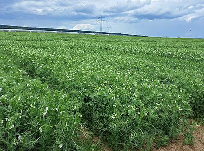 EF Bestand mit Blüte