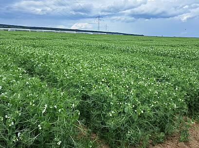 EF Bestand mit Blüte