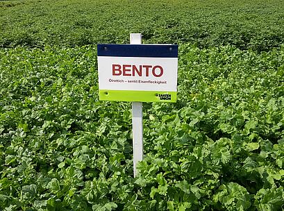 Ölrettich BENTO, Feldschild