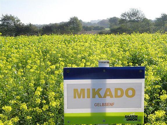 Gelbsenf MIKADO