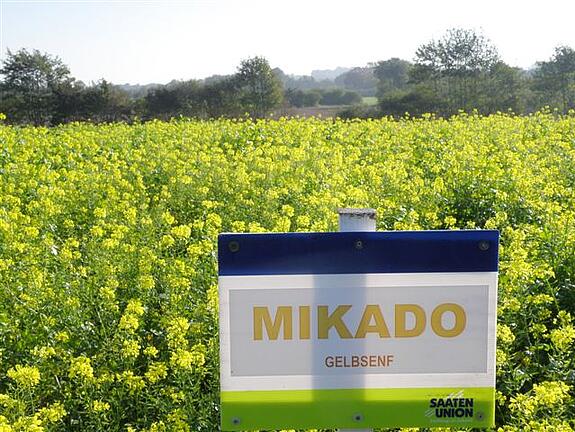 Gelbsenf MIKADO