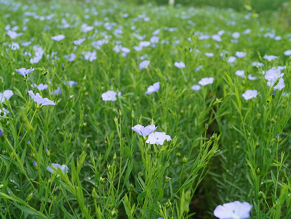 Linseed JULIET