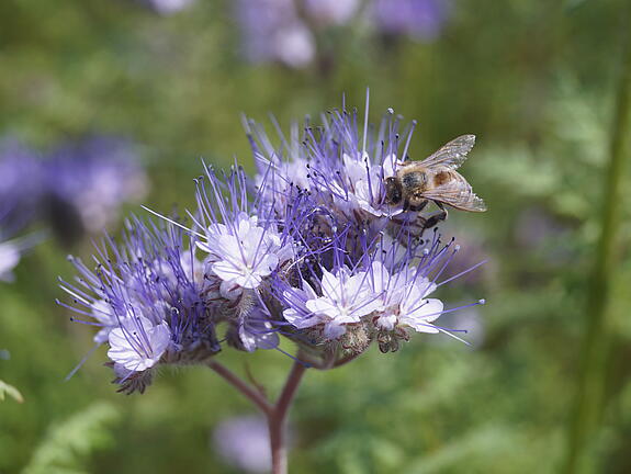Phacelia ANGELIA