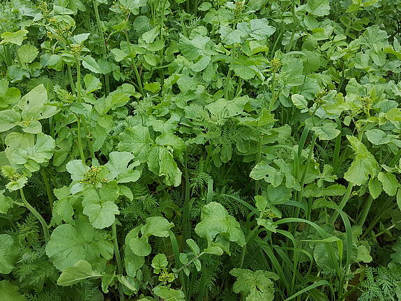 cover crop blend viterra® DEPOT Öko