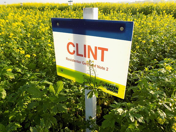 Nematodenresistenter Gelbsenf CLINT