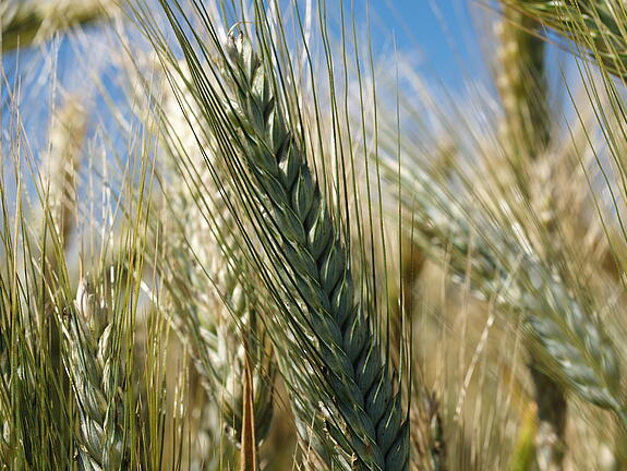 Spring triticale SU CARL