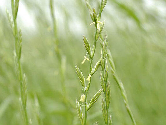 Annual ryegrass DIPLOMAT