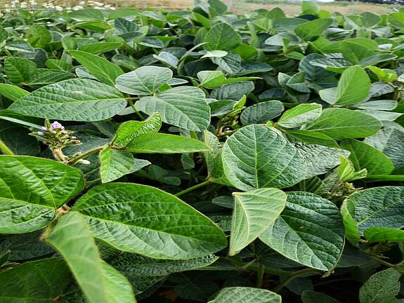 Soybean ARNOLD 000