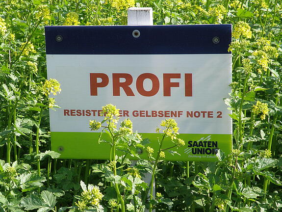 Nematodenresistenter Gelbsenf PROFI