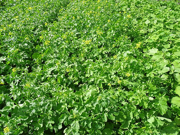 viterra® Cover Crop Blend SPRINT ÖKO