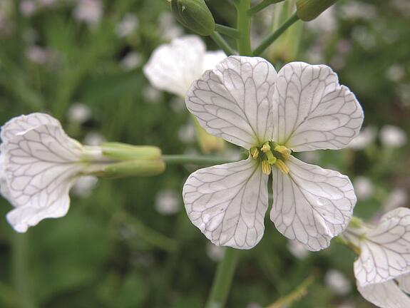Cover crop blend viterra® INTENSIV