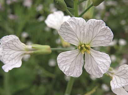 viterra® INTENSIV, Ölrettich Blüte
