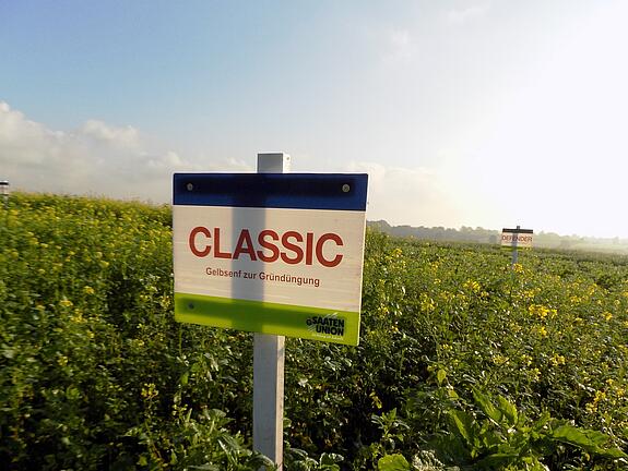 White mustard CLASSIC