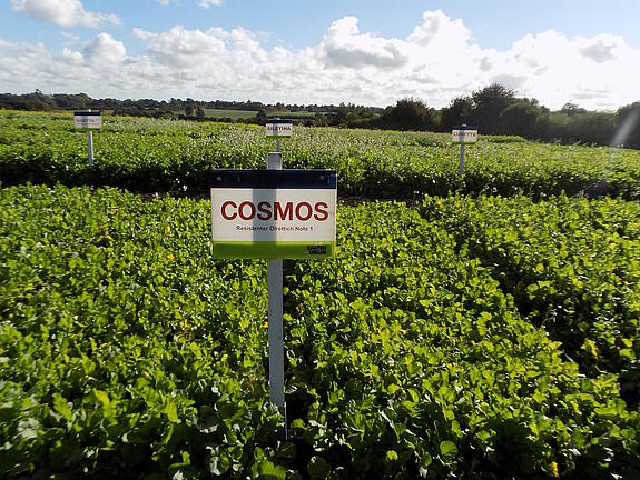 Nematodenresistenter Ölrettich COSMOS