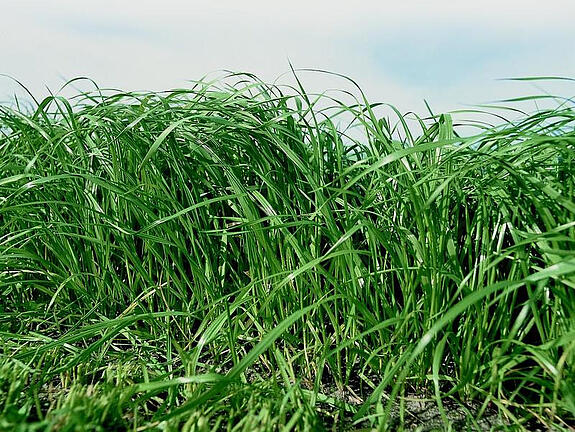 Annual ryegrass ALISCA