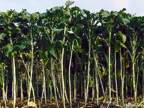 Marrow stem kale GRÜNER ANGELITER