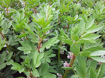 Ackerbohne BIRGIT, Bestand in Blüte