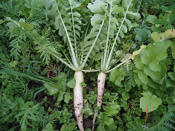 viterra® Cover crop blend MAIS STRUKTUR