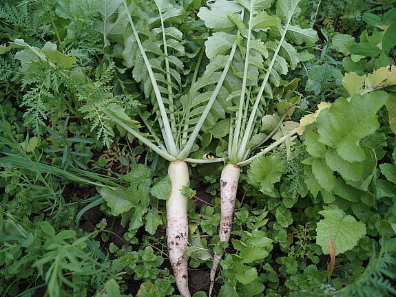 viterra® Cover crop blend MAIS STRUKTUR