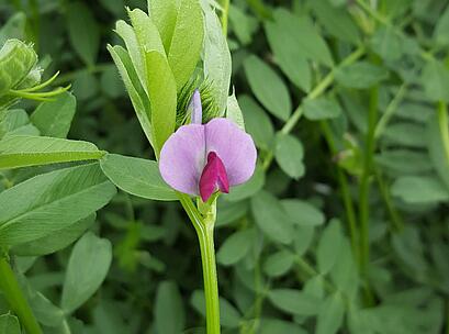 SOMMERWICKE Blüte