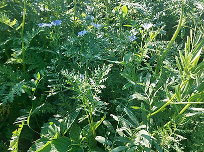 viterra Drohne Bestand