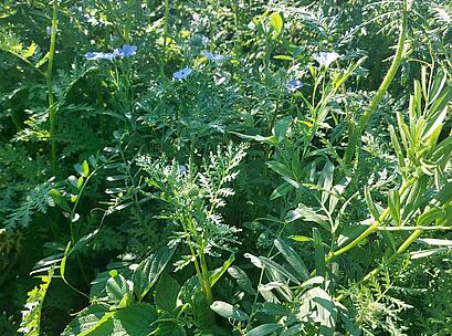 viterra Drohne Bestand