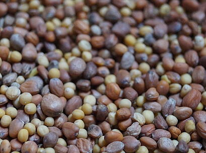 viterra ® RÜBE, Saatgut