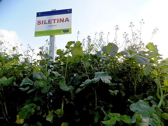 Classic oil radish SILETINA