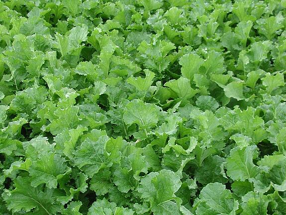 Winter turnip rape JUPITER