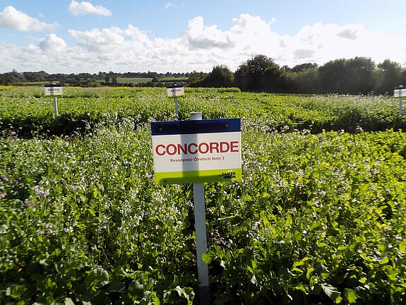 Nematode-resistant oil radish CONCORDE