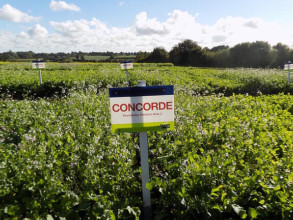 Nematodenresistenter Ölrettich CONCORDE