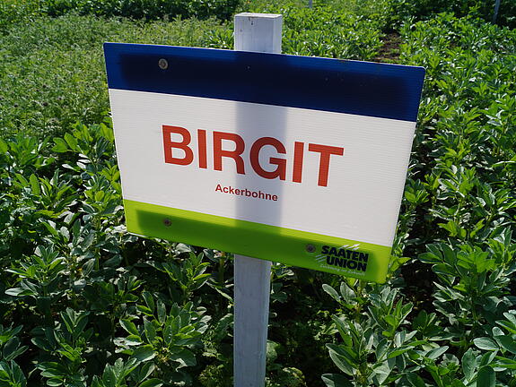 Ackerbohne BIRGIT