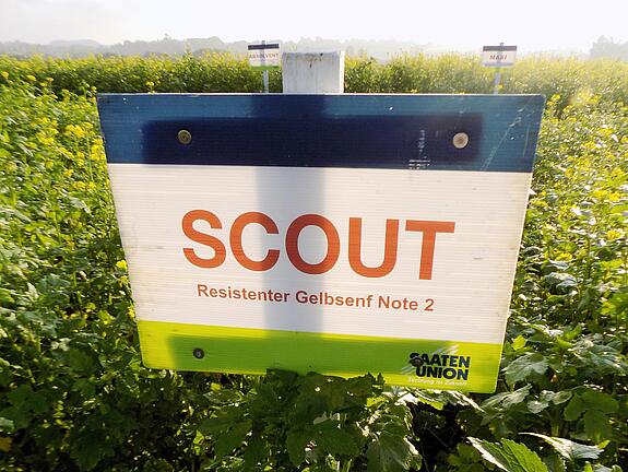 Nematodenresistenter Gelbsenf SCOUT