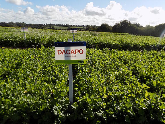Nematodenresistenter Ölrettich DACAPO