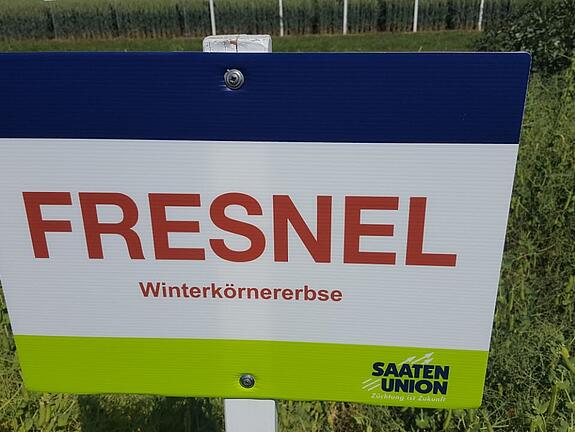 Winter pea FRESNEL