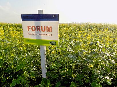 Nematodenresistenter Gelbsenf FORUM, Feldschild