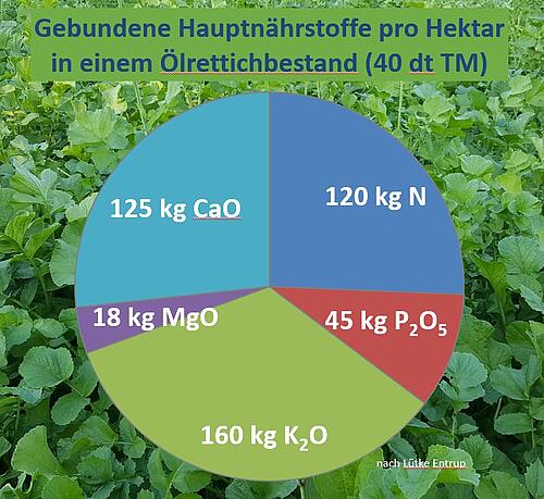 Ölrettich_Hauptnährstoffe