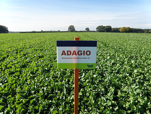 Nematode-resistant oil radish ADAGIO