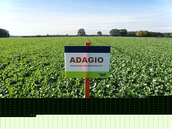 Nematodenresistenter Ölrettich ADAGIO