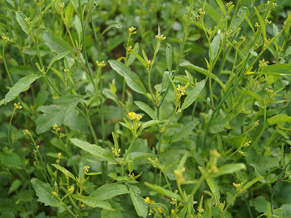 Brown mustard TERRAFIT