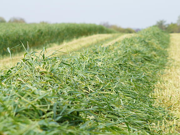Grünschnitt-/GPS-Roggen TRAKTOR