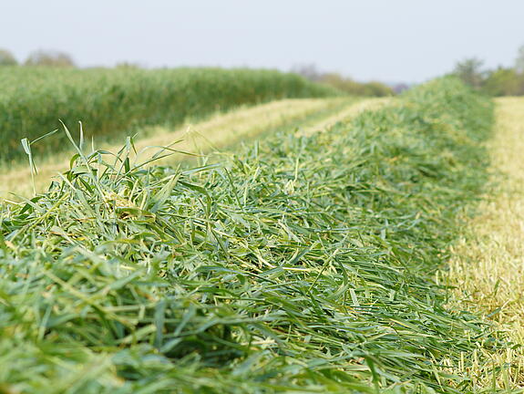Winter rye TRAKTOR