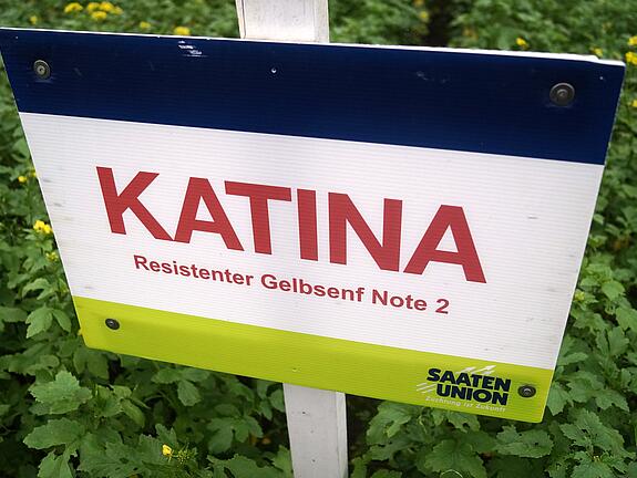 Nematode resistant White mustard KATINA