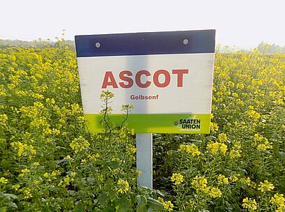 Gelbsenf ASCOT, Feldschild