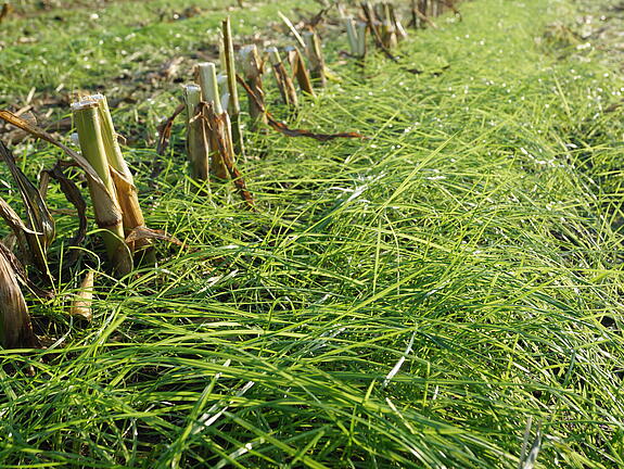 V-Max® UNTERSAAT GRAS