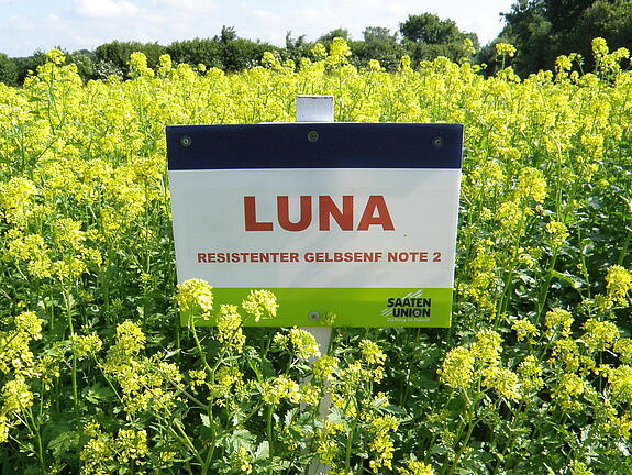 Nematodenresistenter Gelbsenf LUNA
